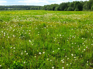 summer green field in sunny weather in the Moscow region