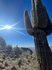 Desert Landscape with Towering Saguaro Cacti Under Bright Sunlight