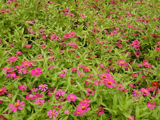 Sunny summer day.In a flower bed in a large number various zinnias grow and blossom.