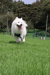 Cachorro : perrito, cría, animalito, bebé de perro | cachorro, perro joven, cachorro
Perro : can, canino, mascota, amigo fiel | perro, canino, sabueso
Parque : jardín, área verde, zona de recreo, parq