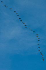 Kraniche auf dem Weg in den Süden