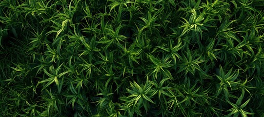 green grass plant background 2