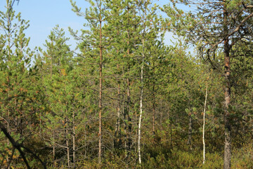 Fototapeta premium upper marshes in the Crane Homeland Nature Reserve in the Moscow region