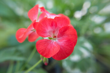 Geranium Zonal, Pelargonium hortorum with rare red white flowers