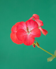 Geranium Zonal, Pelargonium hortorum with rare red white flowers, on green background