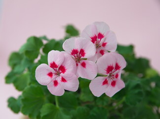 Geranium Zonal, Pelargonium hortorum with pink  white flowers