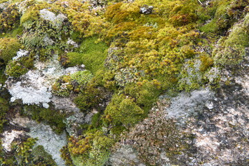 Old stone moss background, natural background mockup