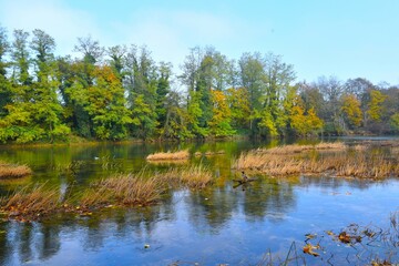 Krka river with a mallard duck standing on a branch in the water and autumn colored trees on the shore in Dolenjska, Slovenia