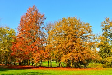 Naklejka premium Red and orange autumn colored trees at the park at Otočec in Dolenjska, Slovenia