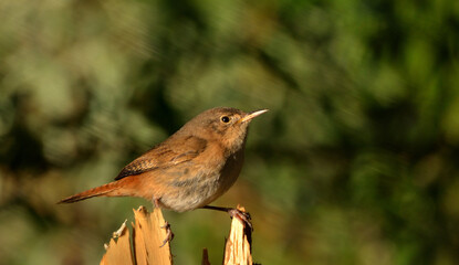 mouse (troglodytes aedon), small Argentine bird