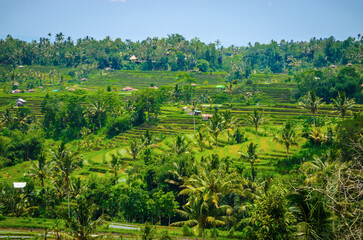 Obraz premium Beautiful Bali rice fields. Rice terraces in Bali, Indonesia