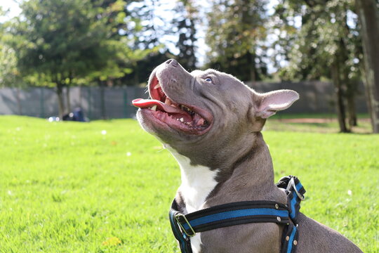 Cachorro : perrito, cr&iacute;a, animalito, beb&eacute; de perro | cachorro, perro joven, cachorro
Perro : can, canino, mascota, amigo fiel | perro, canino, sabueso
Parque : jard&iacute;n, &aacute;rea verde, zona de recreo, parq