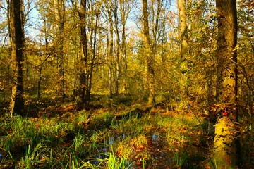 Fototapeta premium Wetland lowland oak forest Krakovski gozd in autumn in Dolenjska, Slovenia