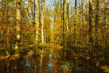Water in wetland swamp forest Krakovski Gozd in Dolenjska, Slovenia