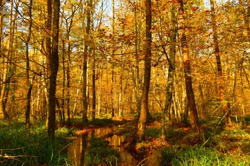 Golden colored flooded wetland Krakovski Gozd forest in Dolenjska, Slovenia