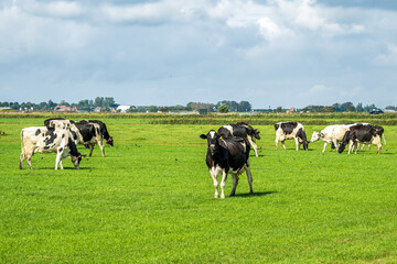 Holsteiner Kühe auf einer grünen Weide, Texel