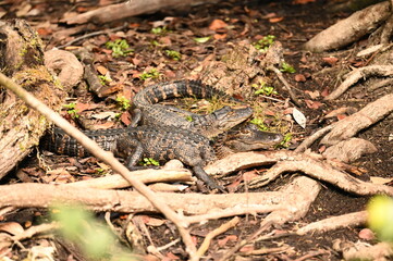 ALLIGATOR - EVERGLADES