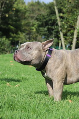 Cachorro : perrito, cría, animalito, bebé de perro | cachorro, perro joven, cachorro
Perro : can, canino, mascota, amigo fiel | perro, canino, sabueso
Parque : jardín, área verde, zona de recreo, 