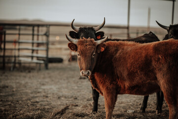 Close-Up of Cattle on a Ranch in Wyoming. 