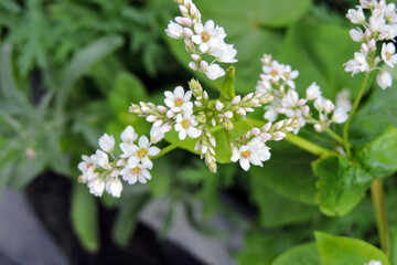 Common buckwheat in bloom, white flowers