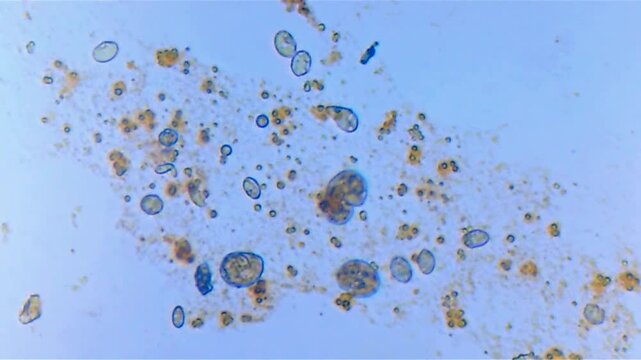 Microorganisms under microscope. Organisms Unicellular. 