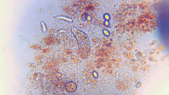 Microorganisms under microscope. Organisms Unicellular. Funny observation