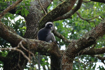 The Dusky Langur is living in Kaeng Krachan National Park, Phetchaburi Province, Thailand