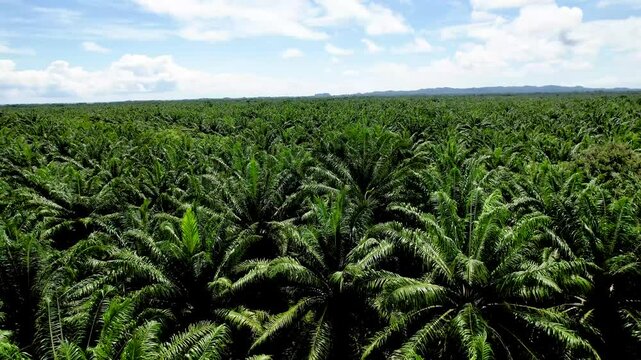 Beautiful aerial footage of the African oil palm tree plantation in Costa Rica 