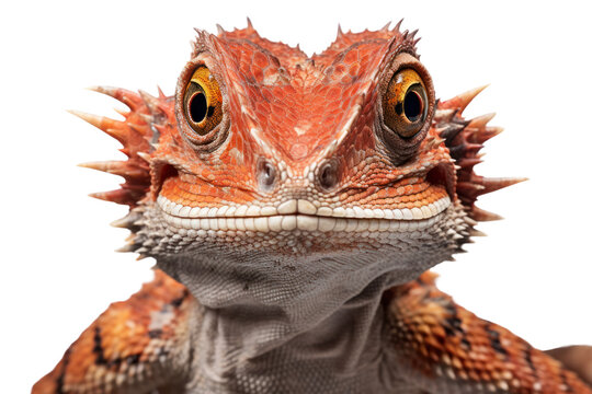 A frilled dragon lizard in a close-up shot, exhibiting an angry demeanor with its frill raised and eyes narrowed. The lizard's skin features vivid colors and intricate patterns