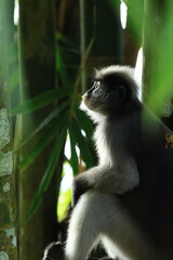 The Dusky Langur is living in Kaeng Krachan National Park, Phetchaburi Province, Thailand