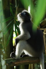 The Dusky Langur is living in Kaeng Krachan National Park, Phetchaburi Province, Thailand