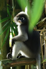 The Dusky Langur is living in Kaeng Krachan National Park, Phetchaburi Province, Thailand