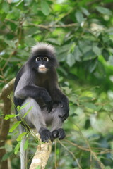 The Dusky Langur is living in Kaeng Krachan National Park, Phetchaburi Province, Thailand