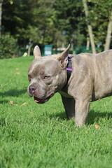 Cachorro : perrito, cría, animalito, bebé de perro | cachorro, perro joven, cachorro
Perro : can, canino, mascota, amigo fiel | perro, canino, sabueso
Parque : jardín, área verde, zona de recreo, 