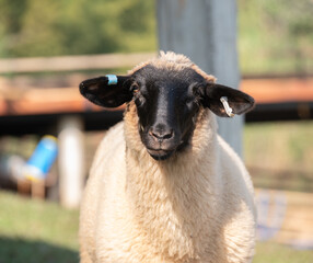 Cute Suffolk sheep living in sheep farm.