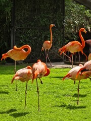 Flamingos