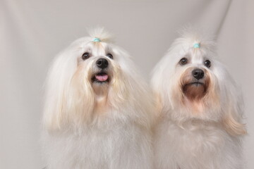 Bichon Maltais chiens de petite taille;chien de compagnie;.avec une morphologie compacte et une...