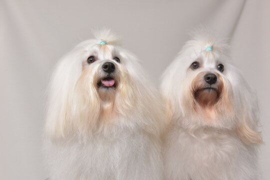 Bichon Maltais chiens de petite taille;chien de compagnie;.avec une morphologie compacte et une silhouette d&eacute;licate et mignonne.