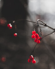 Jarzębina jesienią