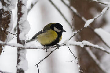 A titmouse sits on a tree branch In the winter forest. In the park