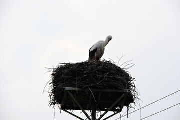 A portrait of a white stork preening its feathers and standing on a nest on a man-made nest platform on a pylon, white sky in the background