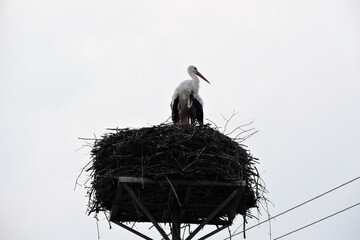 A portrait of a white stork preening its feathers and standing on a nest on a man-made nest platform on a pylon, white sky in the background