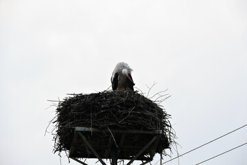 A portrait of a white stork preening its feathers and standing on a nest on a man-made nest platform on a pylon, white sky in the background