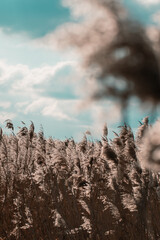 Źdźbła nad rzeką © Shotsfactory