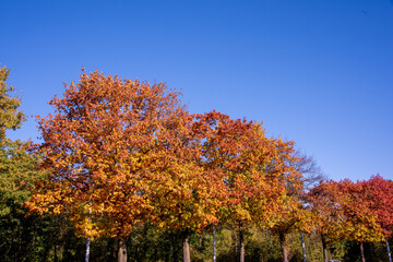 Obraz premium Riehen, Switzerland, is stunning in autumn, with vibrant foliage turning parks, woodlands, and riverbanks into a colorful display. A perfect time for scenic walks and photography.