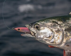 Fish with a pink lure close-up