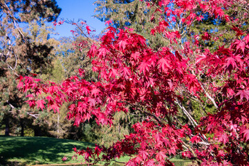 Riehen, Switzerland, is stunning in autumn, with vibrant foliage turning parks, woodlands, and riverbanks into a colorful display. A perfect time for scenic walks and photography.