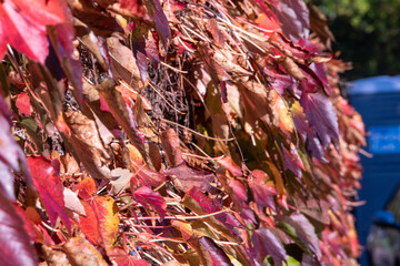 Riehen, Switzerland, is stunning in autumn, with vibrant foliage turning parks, woodlands, and riverbanks into a colorful display. A perfect time for scenic walks and photography.