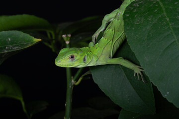 Speedy the Mexican Spiny Tailed Iquana