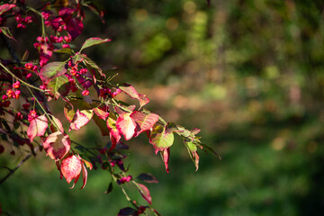 Riehen, Switzerland, is stunning in autumn, with vibrant foliage turning parks, woodlands, and riverbanks into a colorful display. A perfect time for scenic walks and photography.
